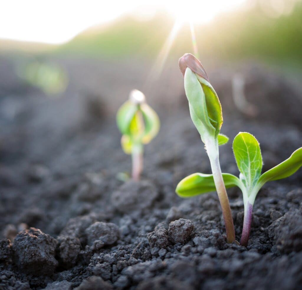 budding growth in the dirt